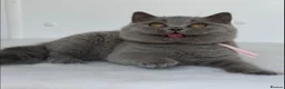 British Shorthair cats for sale: ✨ GCCF BEAUTIFUL KITTENS ✨ - Advert 6