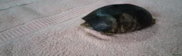 Turtle reptiles for sale: Healthy Pet Musk Turtle.Available with Full Setup. in Nottingham - Advert 7