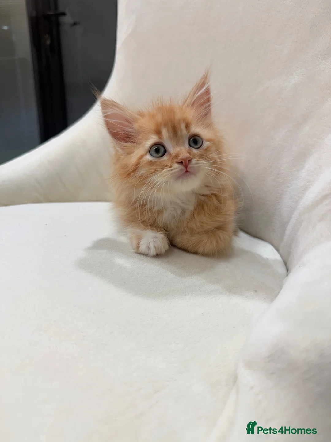 Maine Coon cats for sale: 🧡fluffy Ginger Maine Coon ready for a loving home - Advert 2