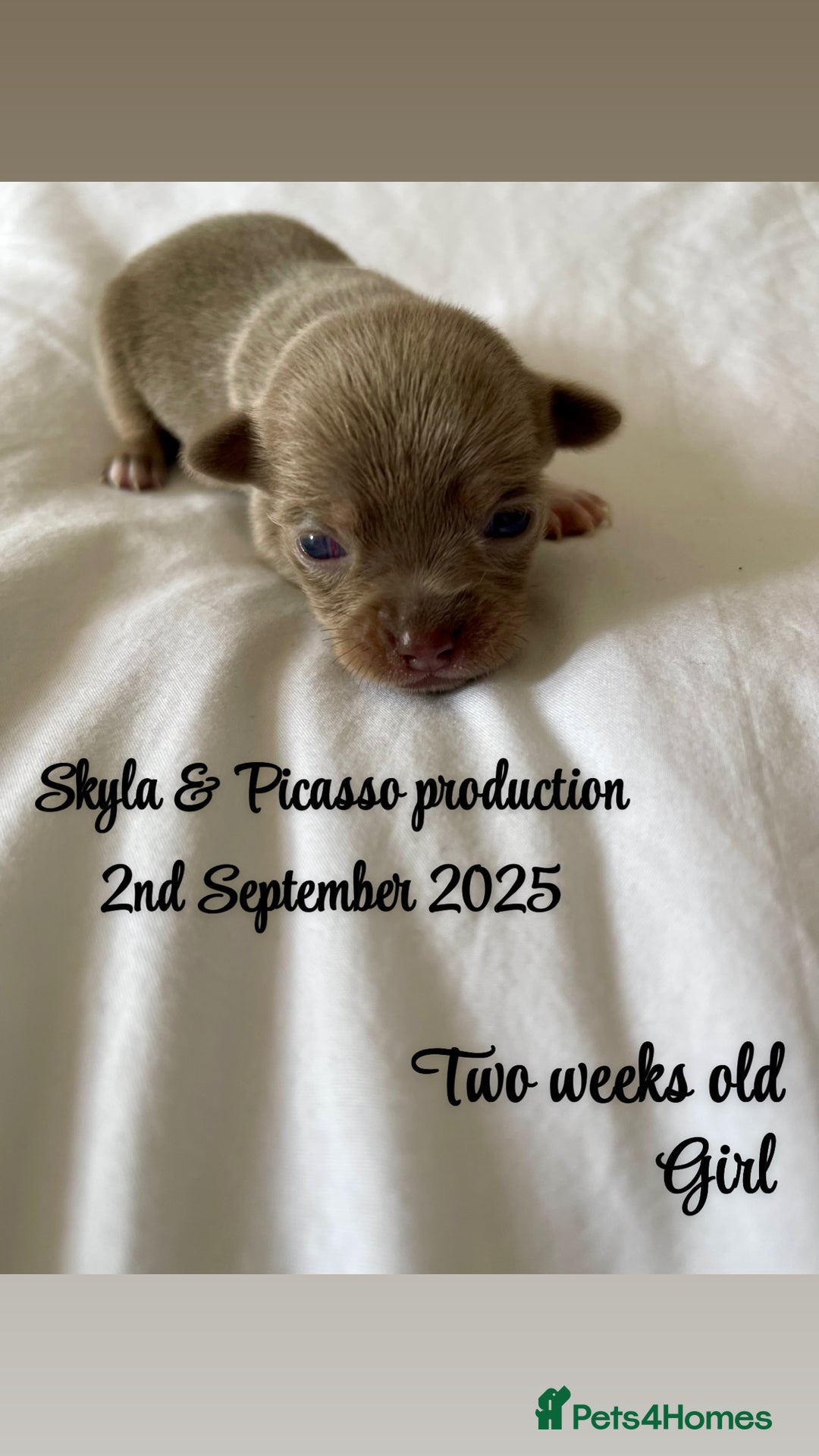Chihuahua dogs for sale: Stunning KC Chihuahua puppies 🇬🇧 bloodlines - Image 6