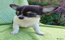 Chihuahua dogs for sale: Amazing Quality Long Coat Chihuahua puppies - Image 10