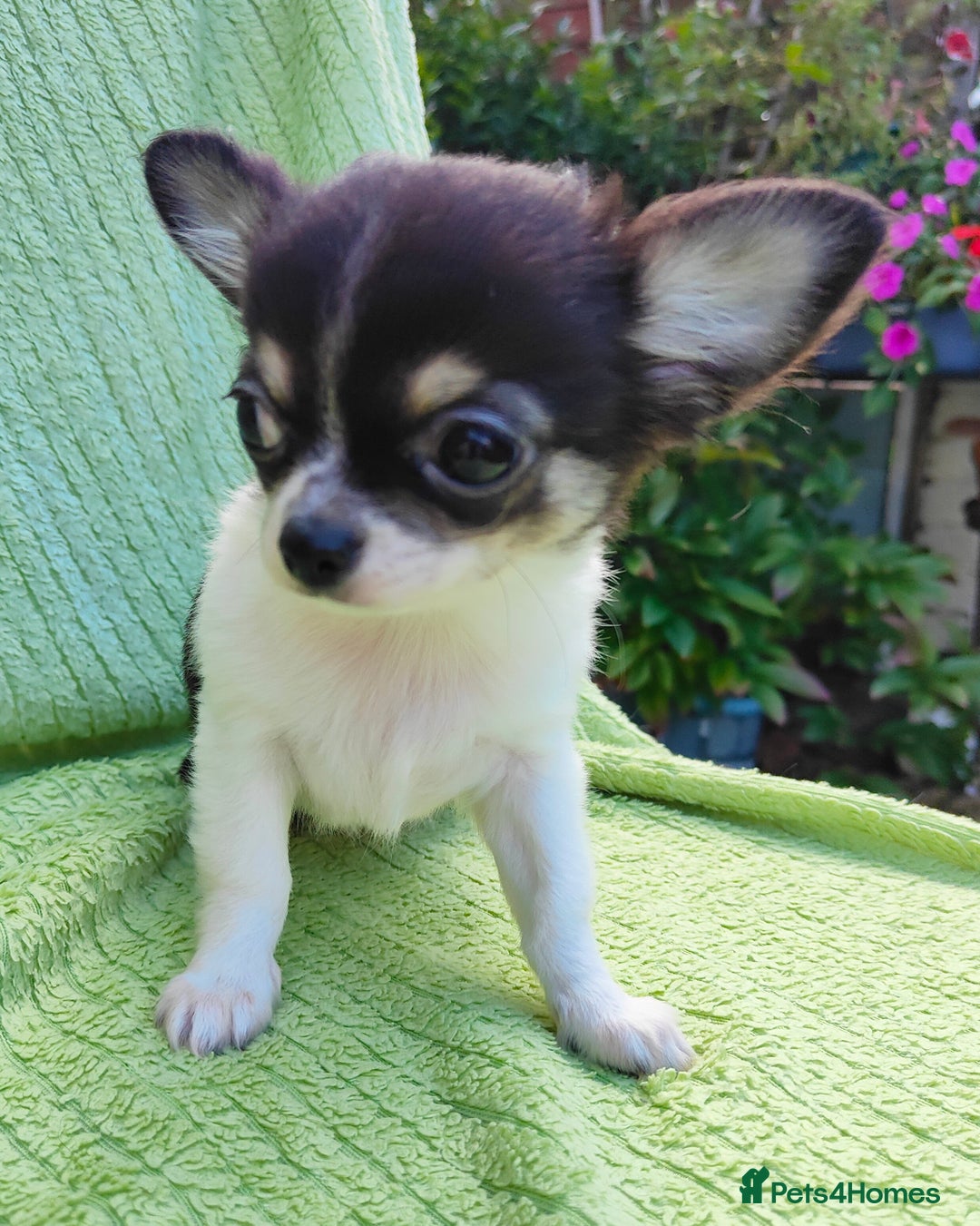 Chihuahua dogs for sale: Amazing Quality Long Coat Chihuahua puppies - Image 10
