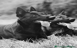 German Shepherd dogs for sale: Looking for good home for my boy Thorn - Image 14