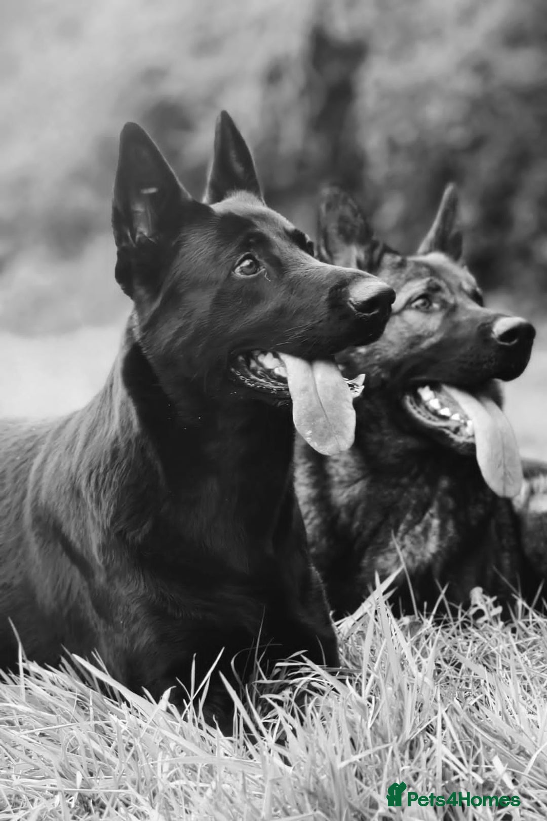 German Shepherd dogs for sale: Looking for good home for my boy Thorn - Image 14
