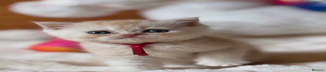Exotic Kitten 3