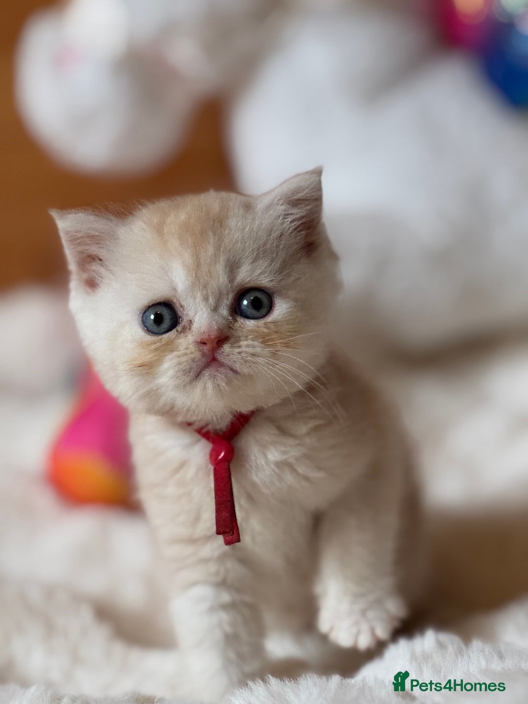 Exotic cats for sale: Superb Exotic Chinchilla kittens - Health tested  - Image 4