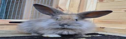 Mini Lion Lop rabbits for sale: Lion lops blue tort and chocolate tort  - Advert 2