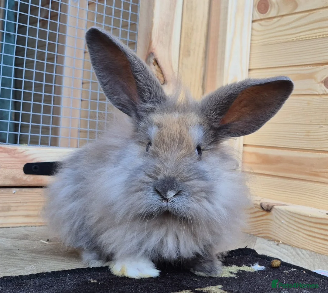 Mini Lion Lop rabbits for sale: Lion lops blue tort and chocolate tort  - Advert 2