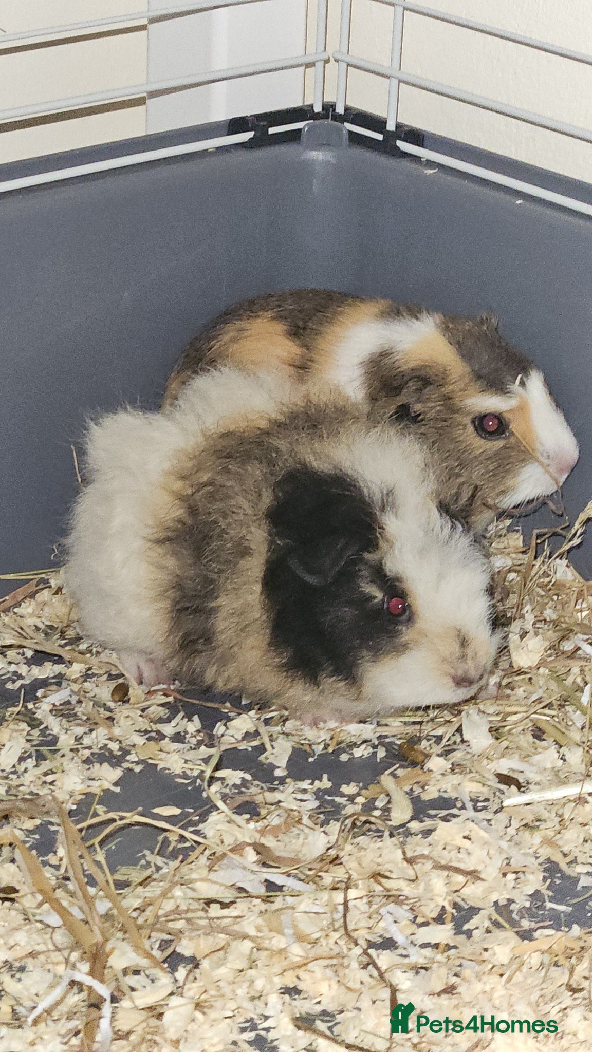 Guinea Pig rodents for sale: 2 male guinea pigs  in Darwen - Advert 1