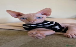Sphynx cats for sale: Snow coated shpynx with sky blue eyes - Image 26