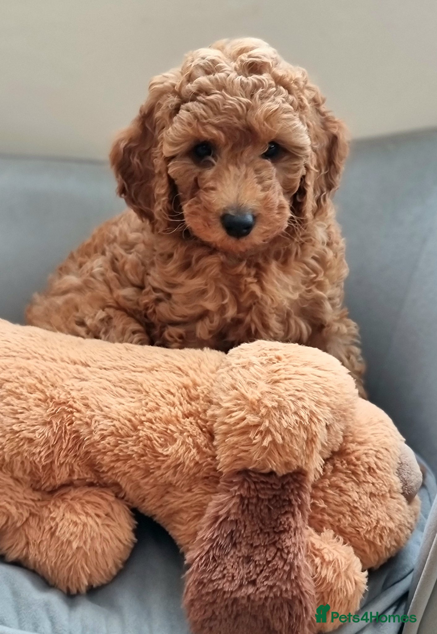 Miniature Poodle dogs Exceptional KC Miniature Poodles - Advert 3