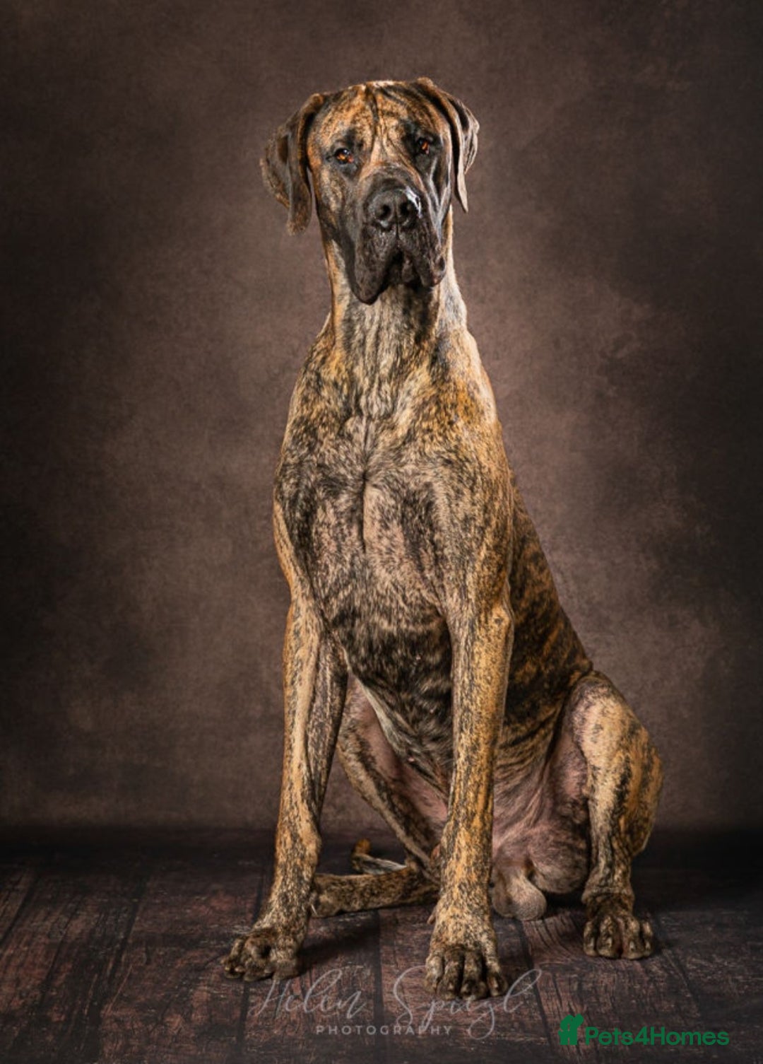 Great Dane dogs for sale: Stunning Brindle Male Great Dane Puppies - Advert 4