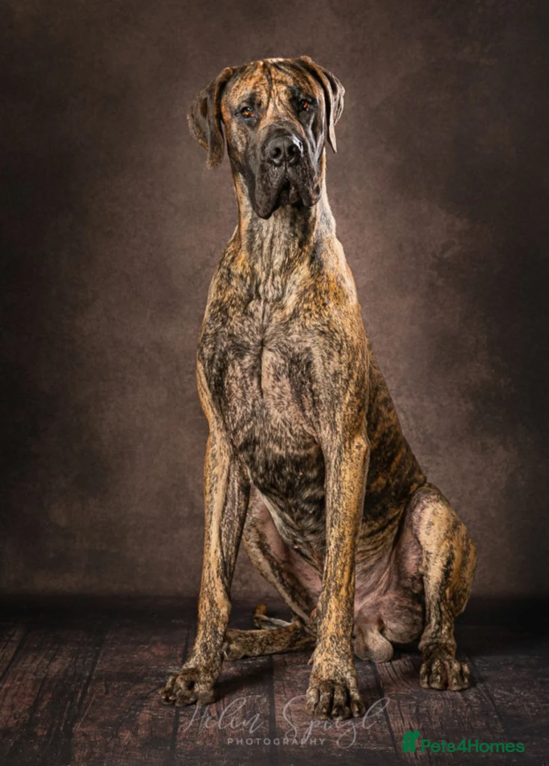 Great Dane dogs for sale: ONLY 1 LEFT Stunning Brindle Male Great Dane Pup - Advert 17