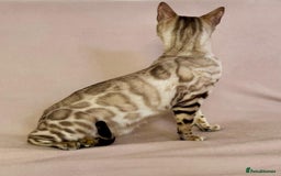 Bengal cats for sale: 🐾PUREBRED Active for breed Bengal girl🐾  - Image 15