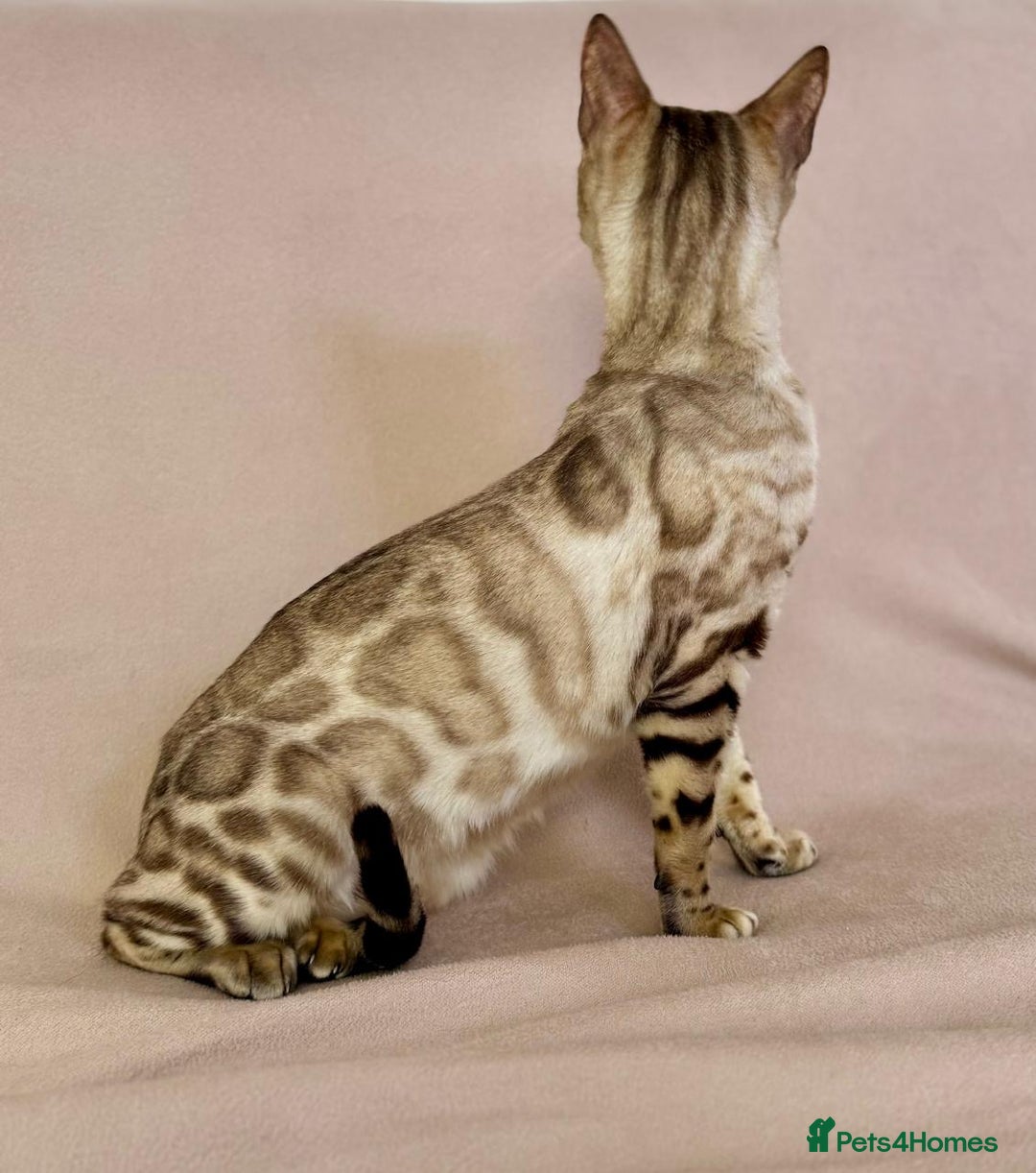 Bengal cats for sale: 🐾PUREBRED Active for breed Bengal girl🐾  - Image 15