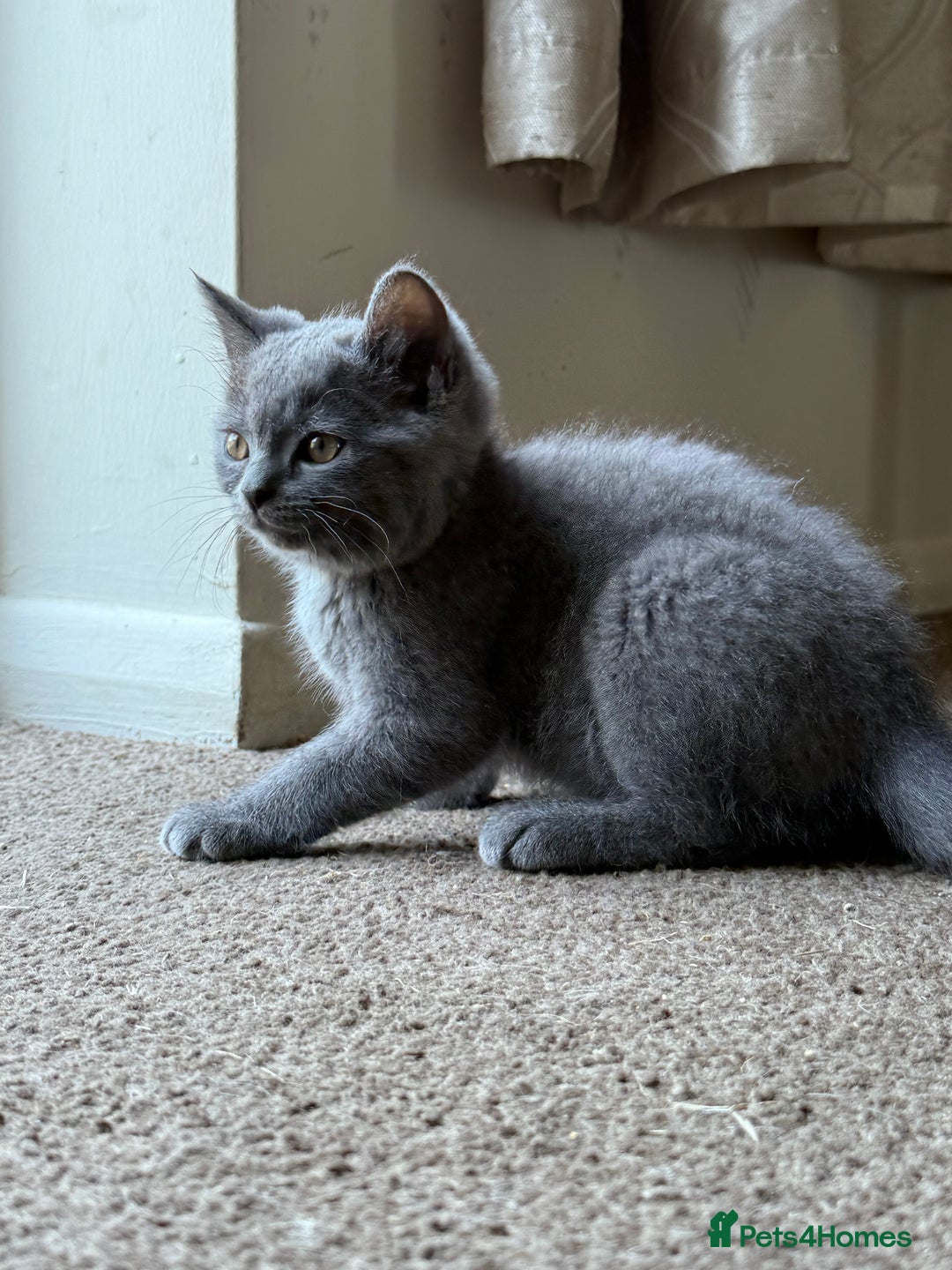 British Shorthair cats for sale: Beautiful kittens - Image 1