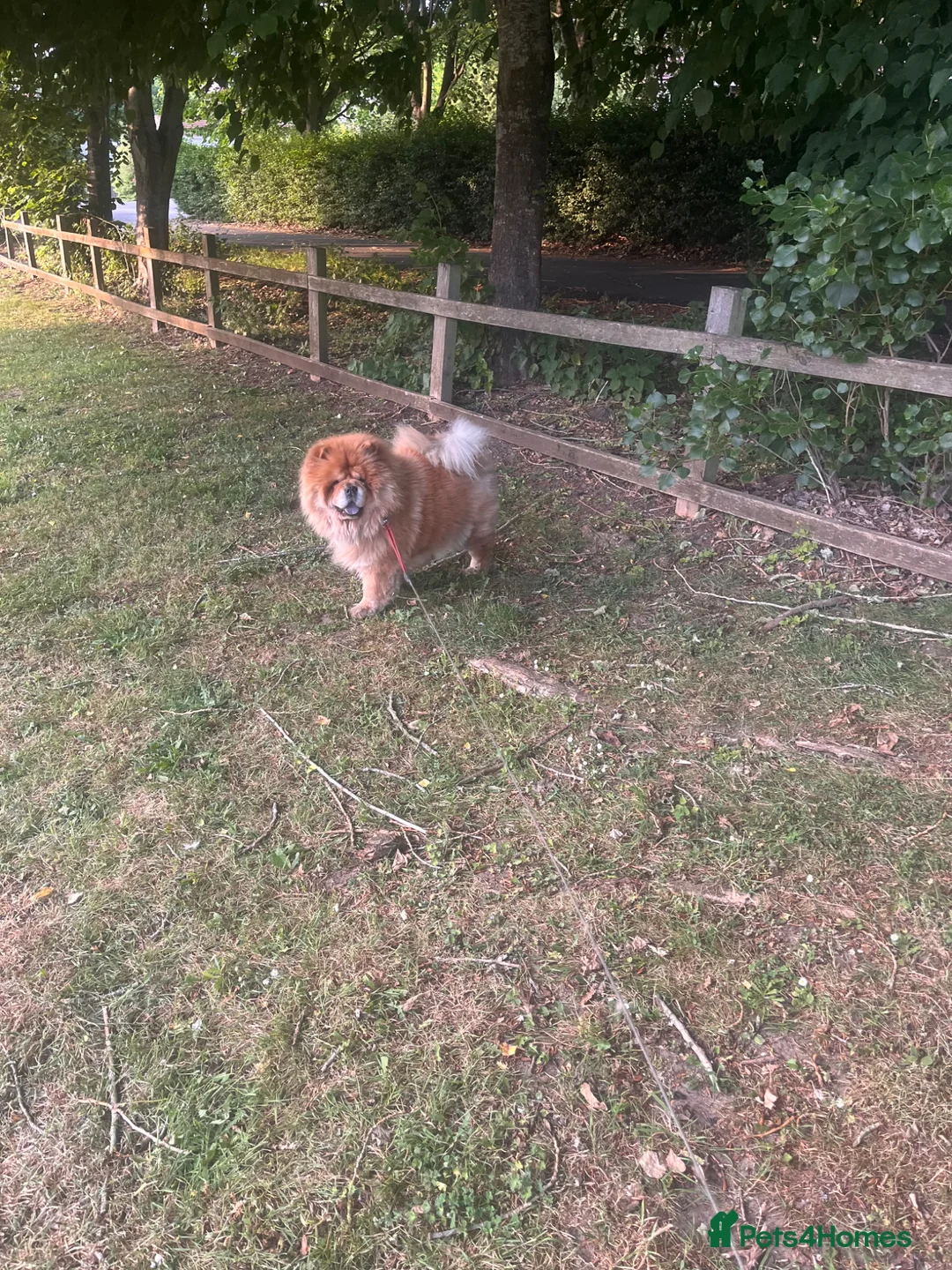 Chow Chow dogs for sale: Chow Chow  in Oxford - Advert 1