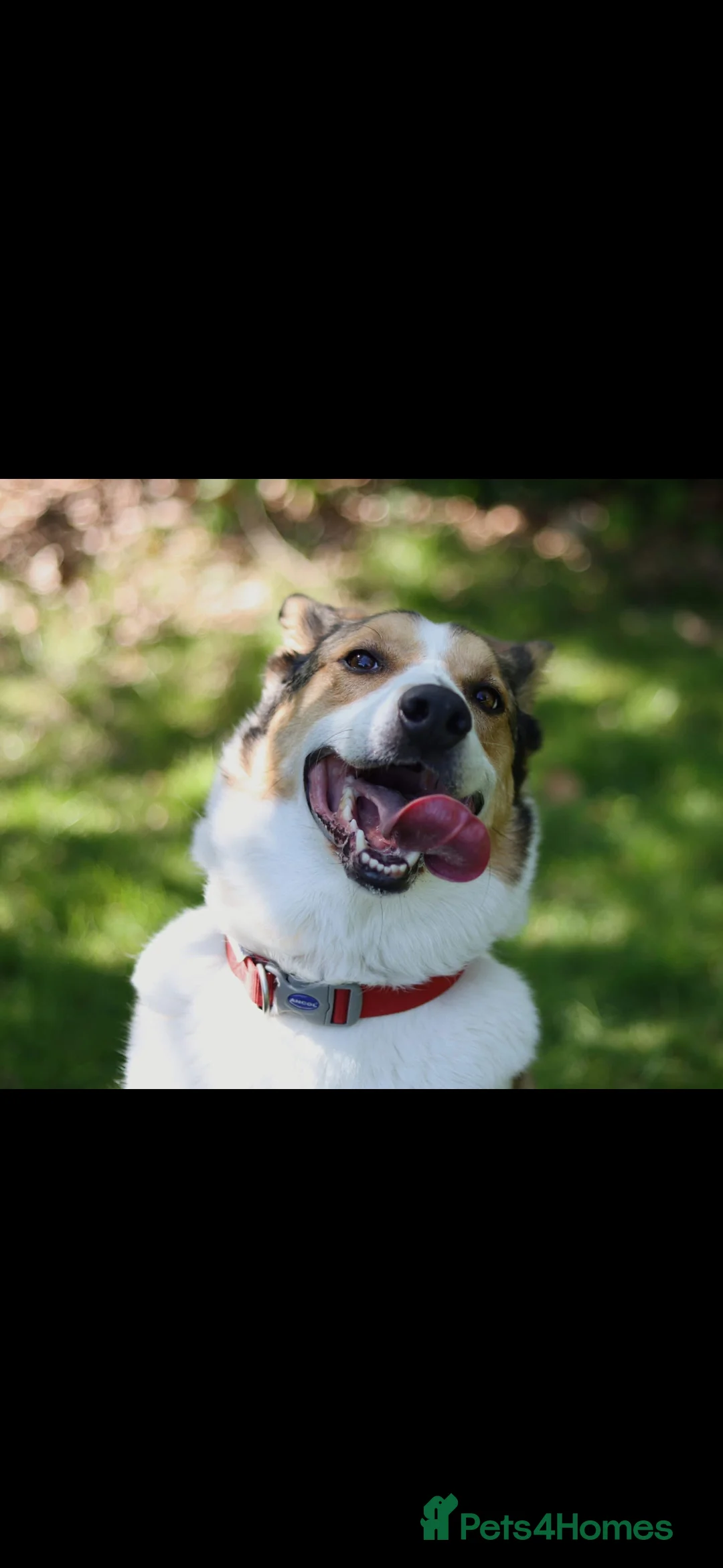 Mixed Breed dogs for sale: 7 year old Welsh Border Collie in Newtown - Advert 4