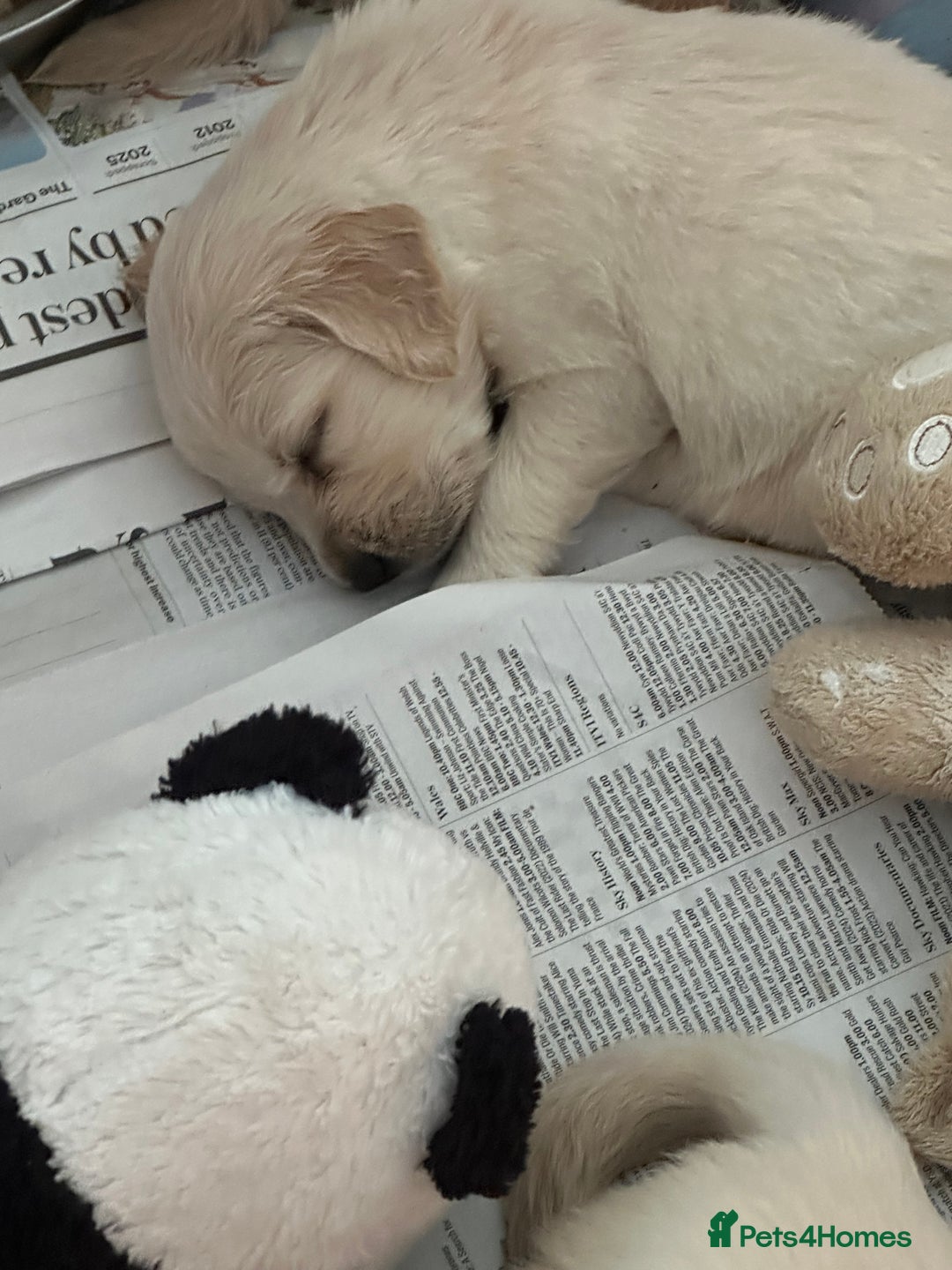 Golden Retriever dogs for sale: Golden Retriever pups - Image 3