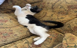 Maine Coon cats for sale: Fluffy and chunky Maine coon kittens FEMALE x 2 in Milton Keynes - Image 13