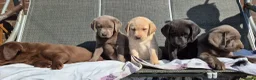 Labrador Retriever dogs for sale: Stunning KC Registered Labrador Retriever  - Advert 8