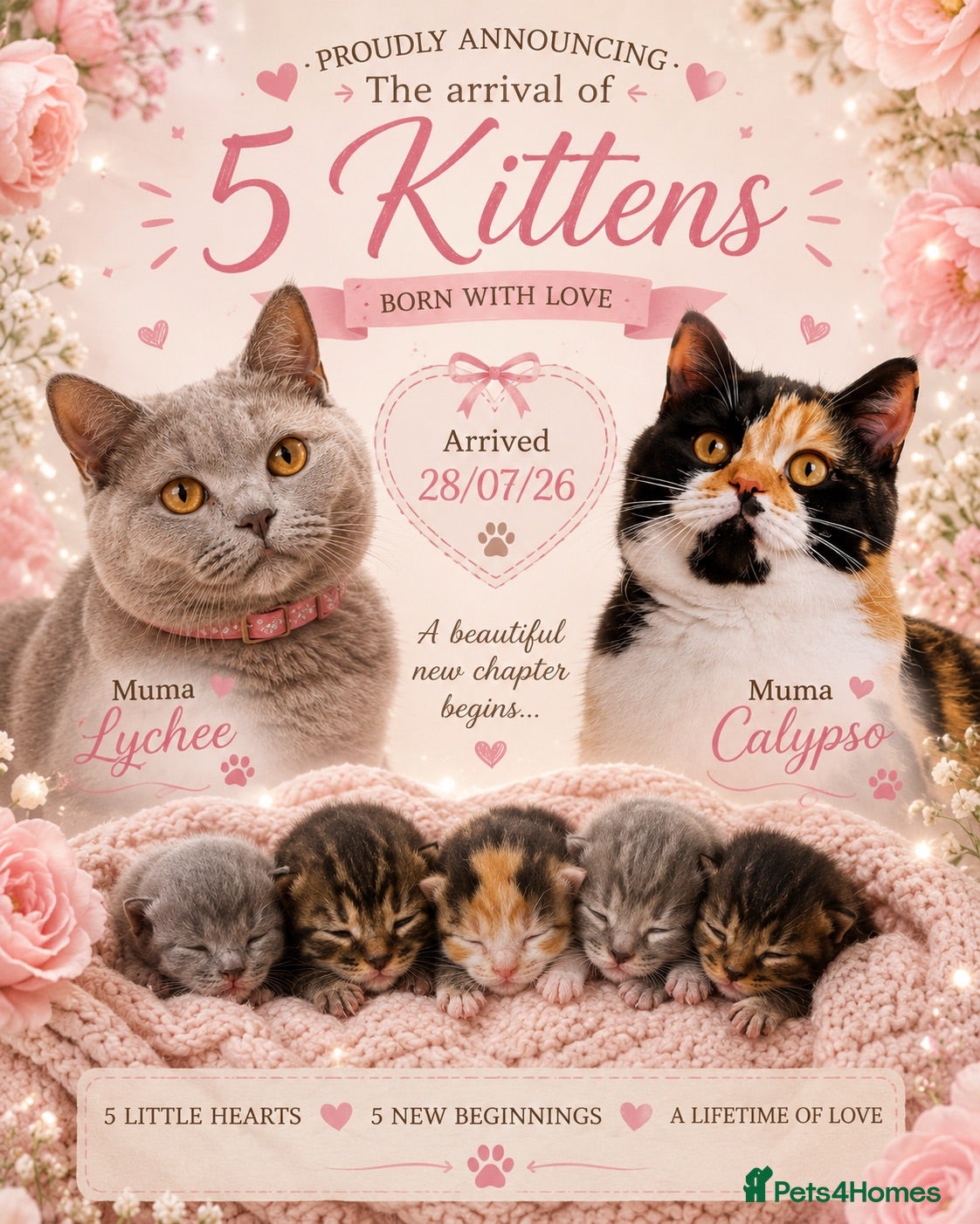 British Shorthair cats Very rare calico Bsh kittens  - Advert 5
