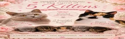 British Shorthair cats for sale: Very rare calico Bsh kittens  - Advert 1