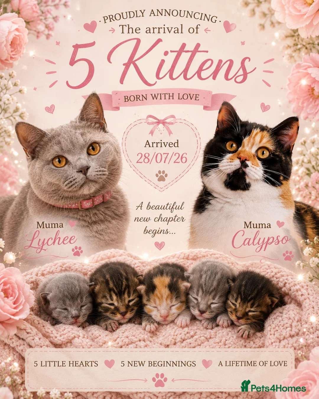 British Shorthair cats for sale: Very rare calico Bsh kittens  - Advert 1