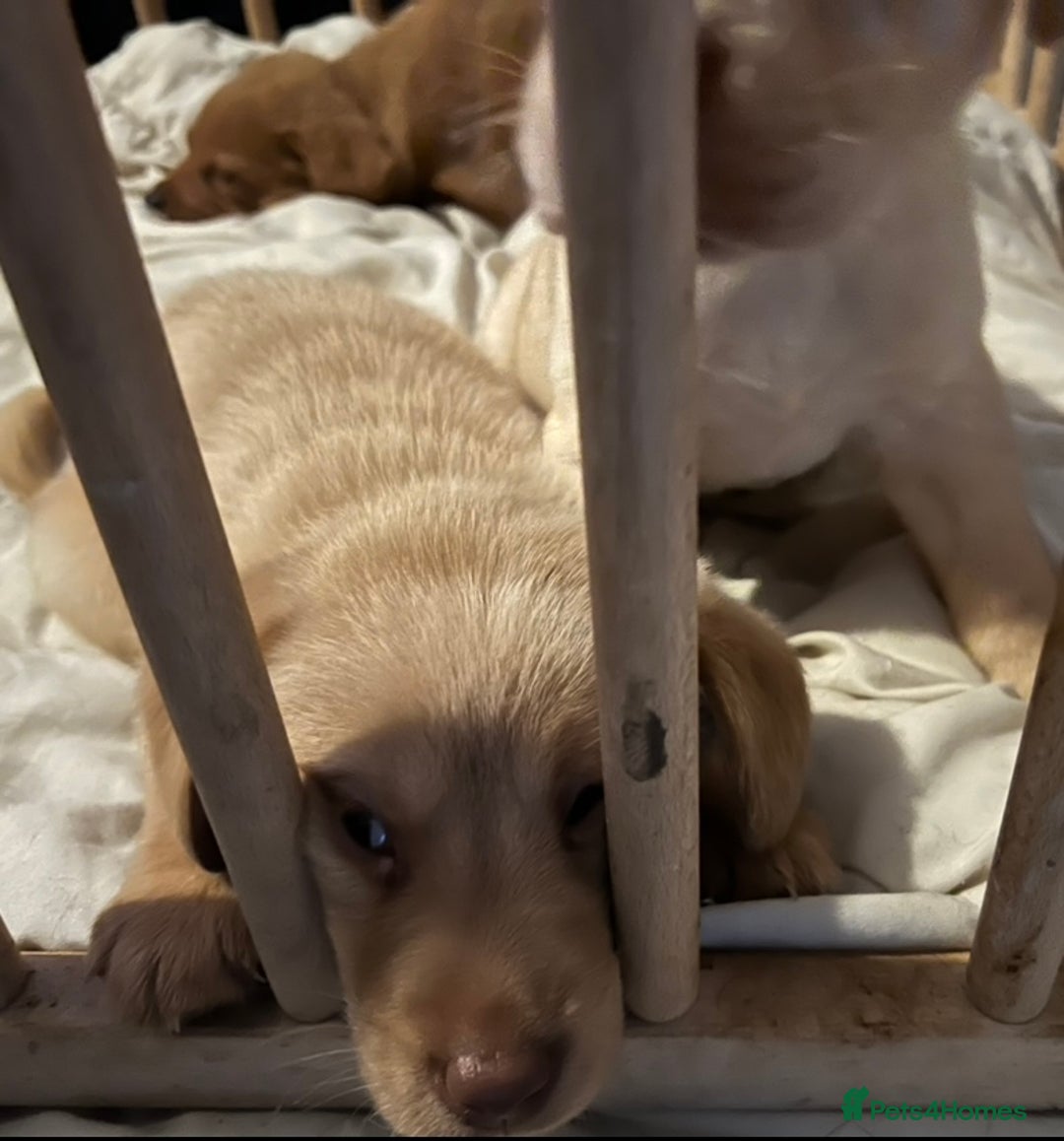 Labrador Retriever dogs for sale: Labrador Puppies - Advert 5