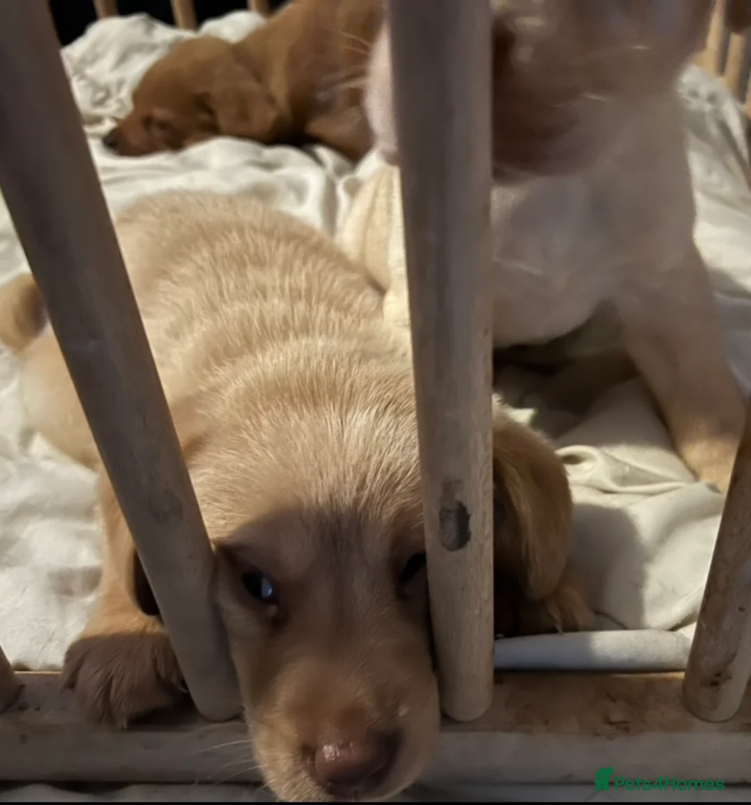 Labrador Retriever dogs for sale: Labrador Puppies - Advert 5