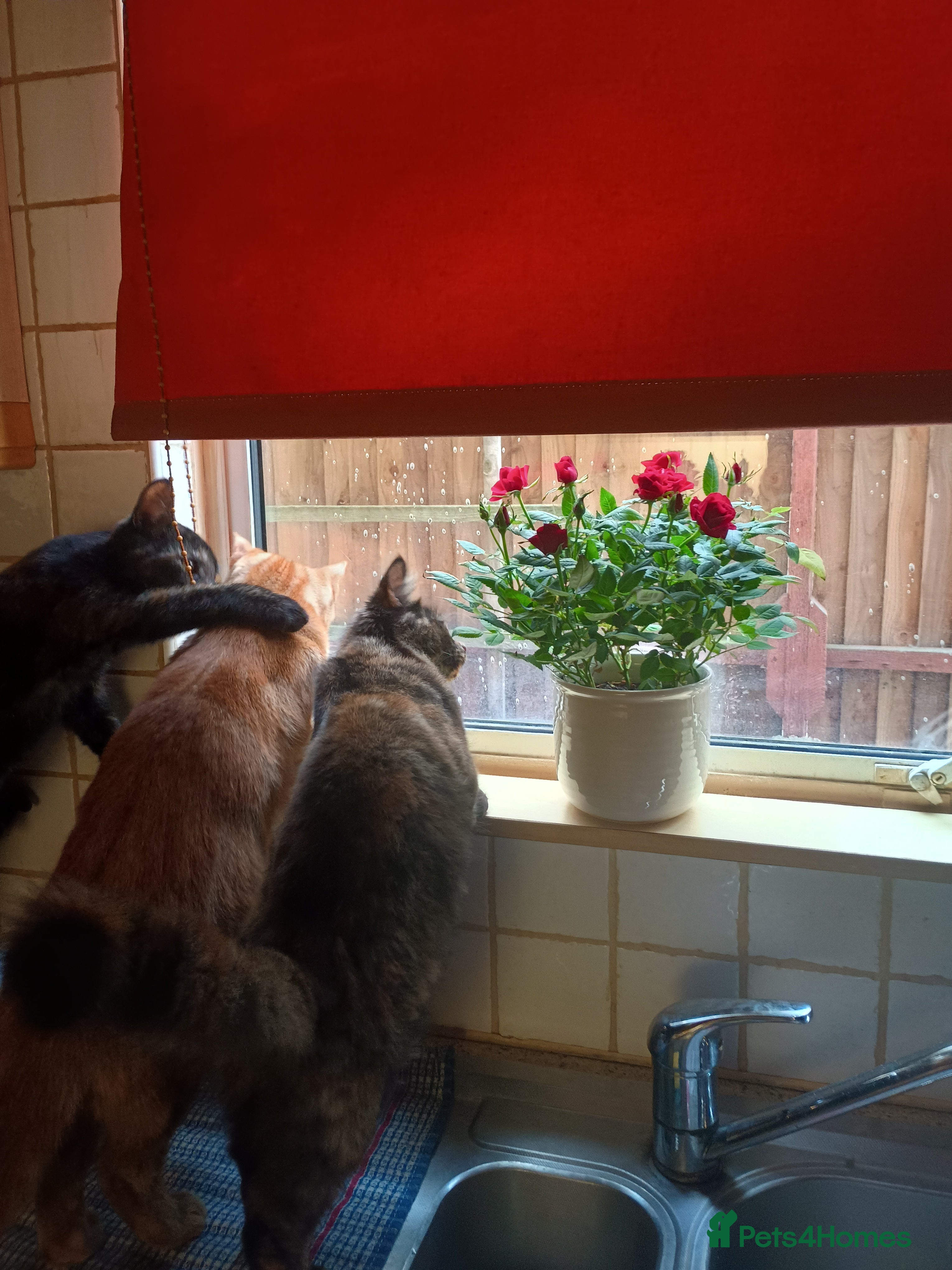 Mixed Breed cats Urgent rehoming of mum and kittens - Advert 1