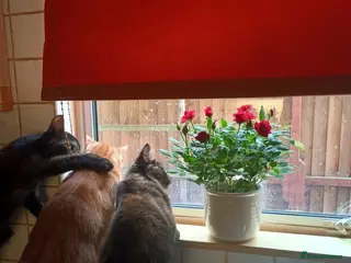 Mixed Breed cats Urgent rehoming of mum and kittens - Advert 1