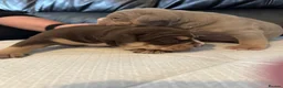 Olde English Bulldogge dogs for sale: Chunky olde English bulldogge OEB  - Advert 3