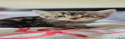 Mixed Breed cats for sale: Mixed breed kittens only one little girl left  - Advert 1