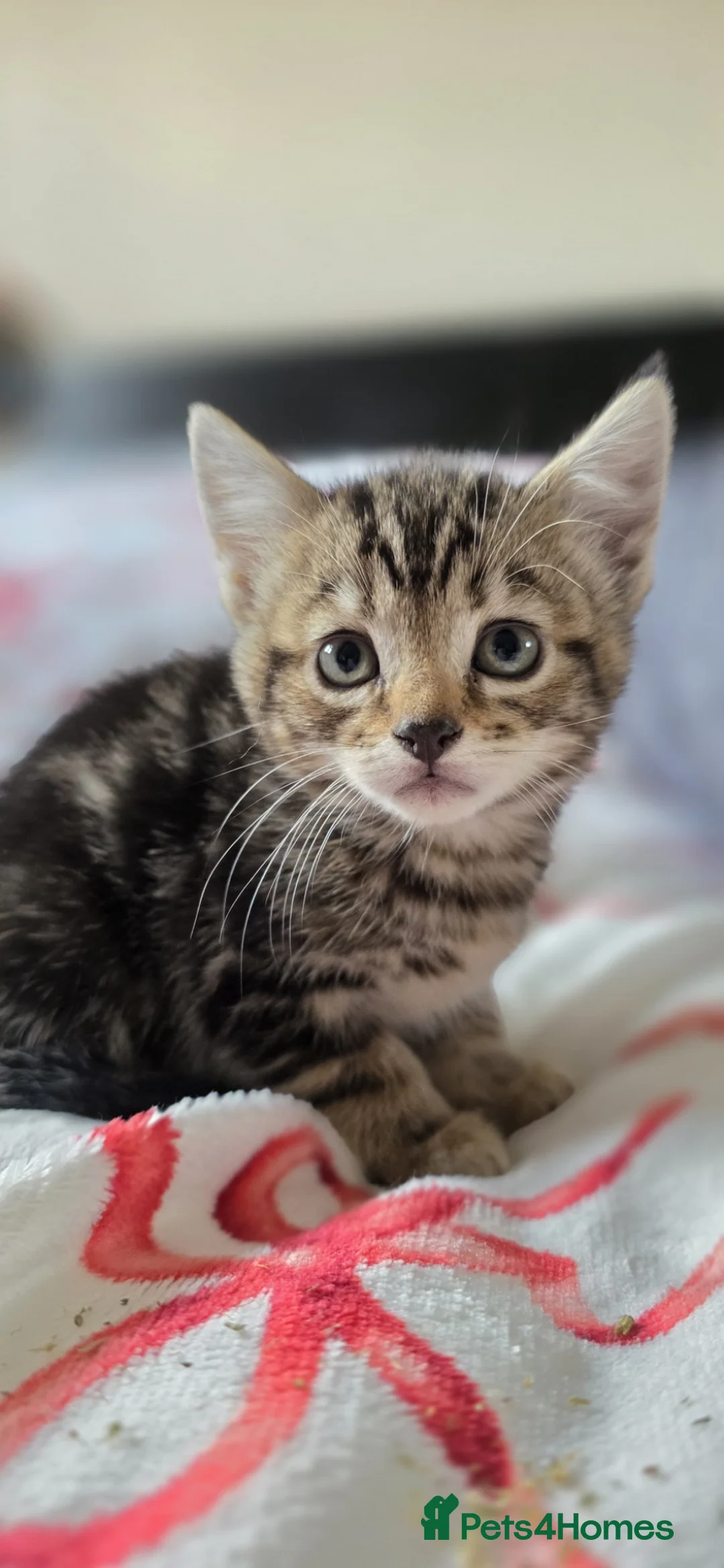 Mixed Breed cats for sale: Mixed breed kittens only one little girl left  - Advert 1