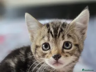 Mixed Breed cats Mixed breed kittens only one little girl left - Advert 18