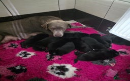Mixed Breed dogs for sale: Aussiedor puppies - Image 7