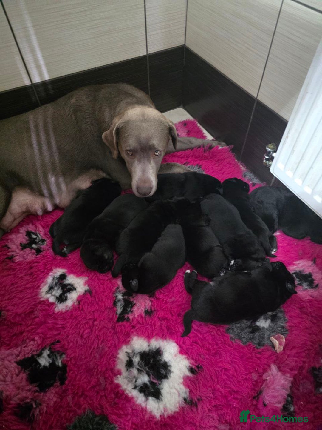 Mixed Breed dogs for sale: Aussiedor puppies - Image 7