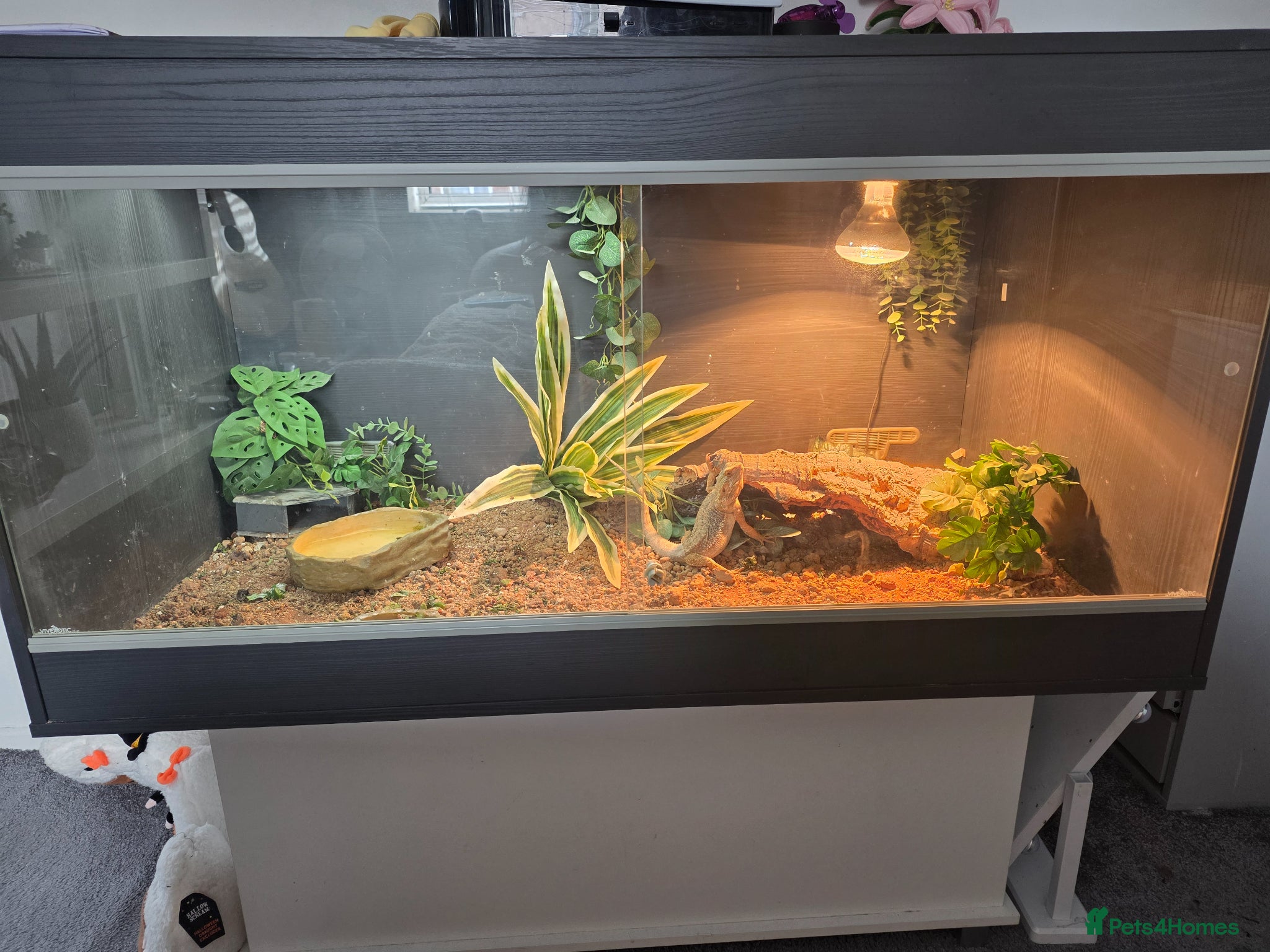 Dragon reptiles for sale: Bearded dragon full setup  - Advert 4