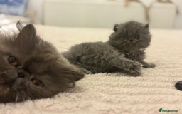 Persian cats for sale: GCCF SOLID BLUE PERSIAN PRINCESSES  - Image 8