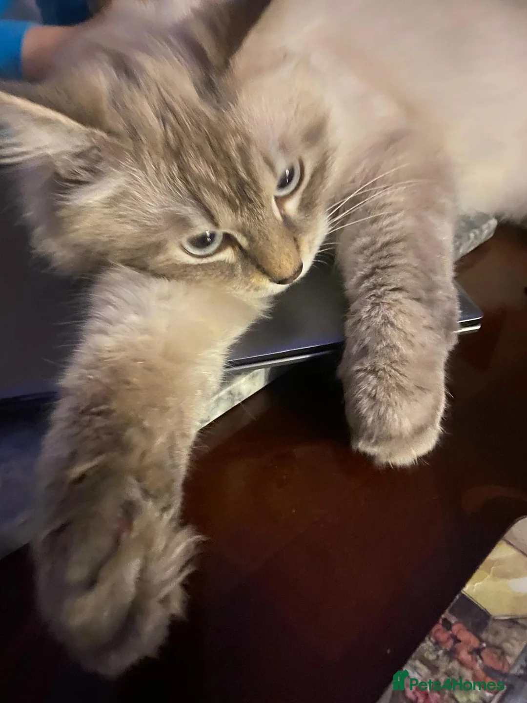 Neva Masquerade cats for stud: Pure Neva Masquerade for Stud - Advert 8