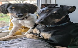 Mixed Breed dogs for sale: Jack, Springer X staffy, lurcher puppies - Image 36