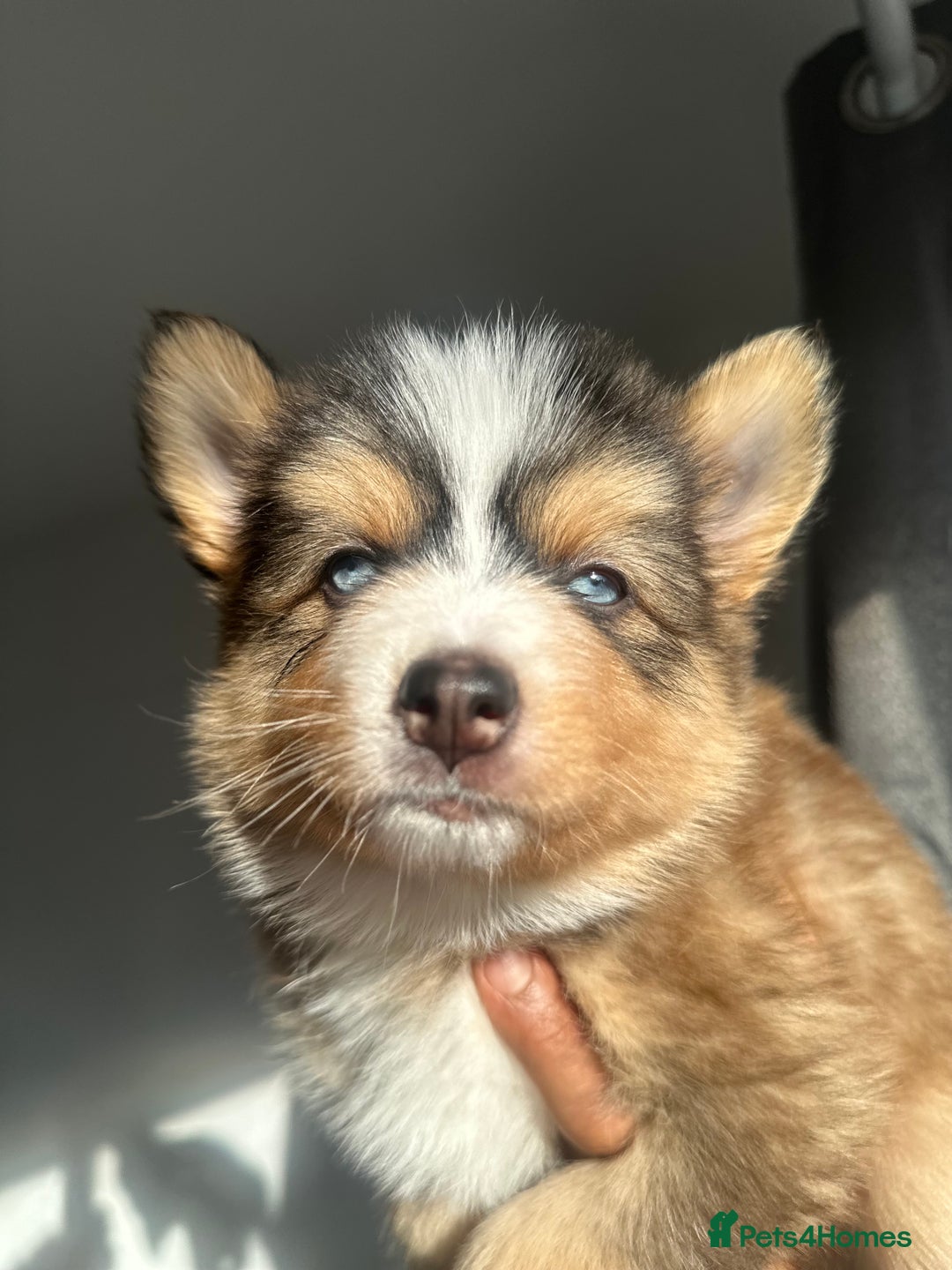 Pomsky dogs for sale: Family-Raised Pomsky Pups - Advert 27