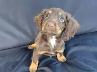 Cocker Spaniel dogs Working cocker spaniel girl - Advert 1