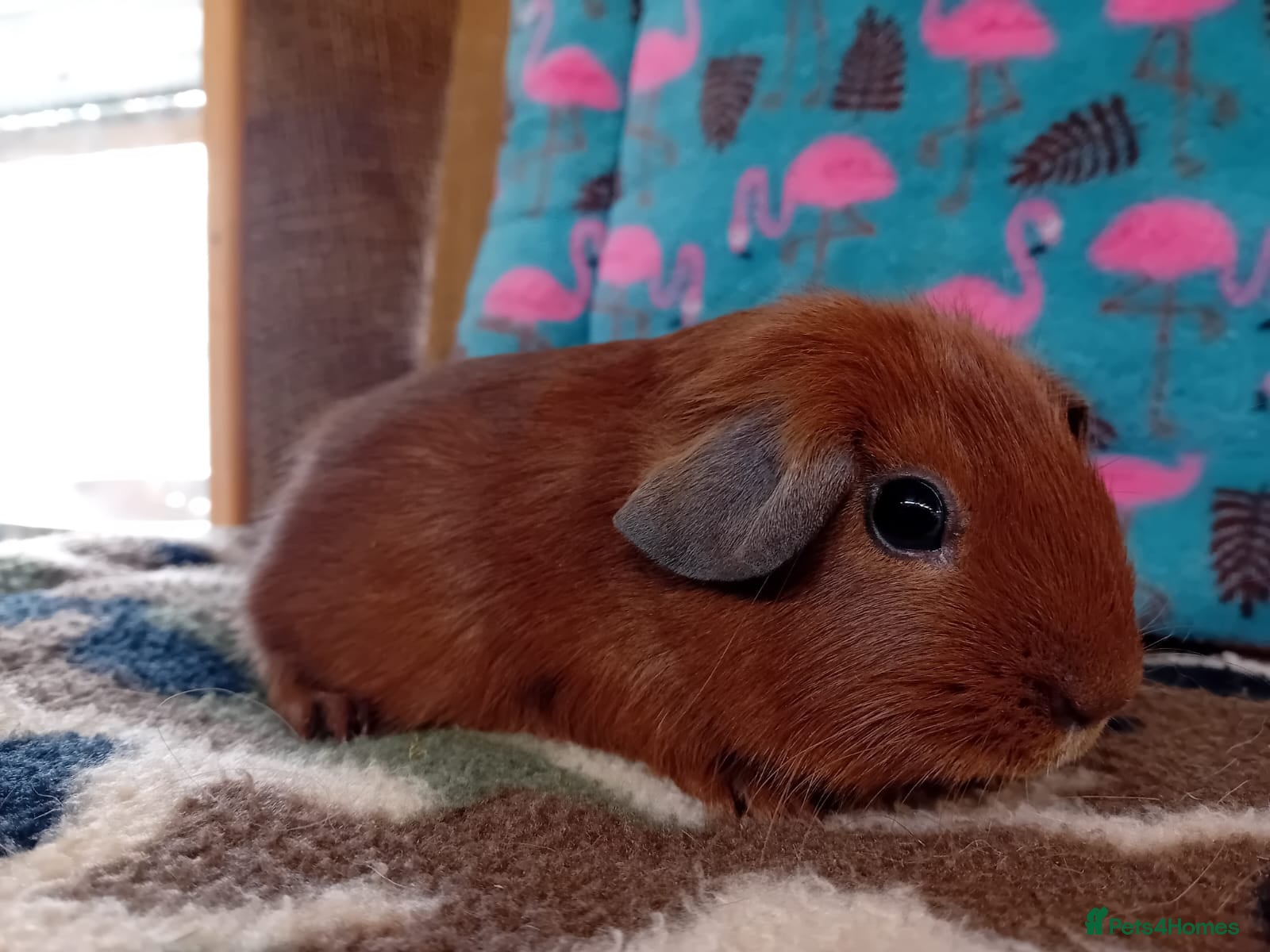 Guinea Pig rodents Pair Of Baby Golden Sisters crested/self - Advert 9
