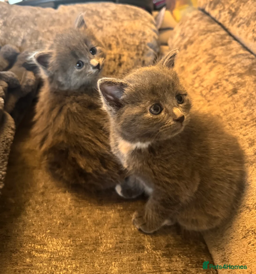 Russian Blue cats for sale: Beautiful Russian blue mix kittens   - Advert 1