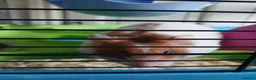 Hamster rodents for sale: Hamster with cage in Basingstoke - Advert 2