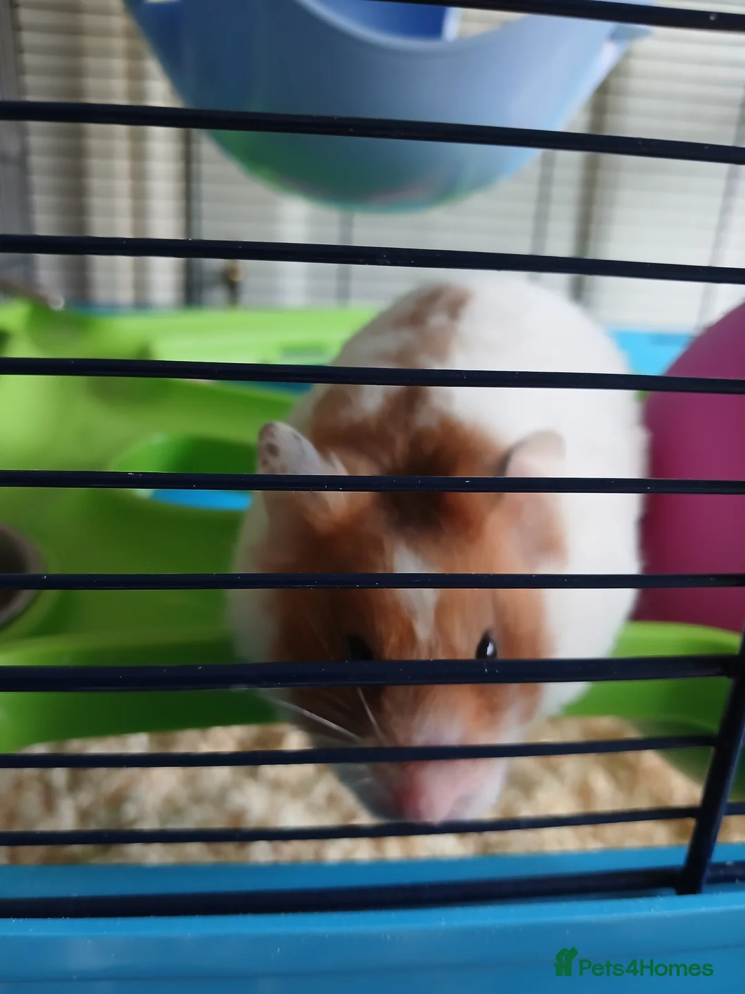 Hamster rodents for sale: Hamster with cage in Basingstoke - Advert 2