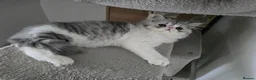 Persian cats for sale: Persian Kittens Extreme Punch Face – Bi-Color GCCF - Advert 23