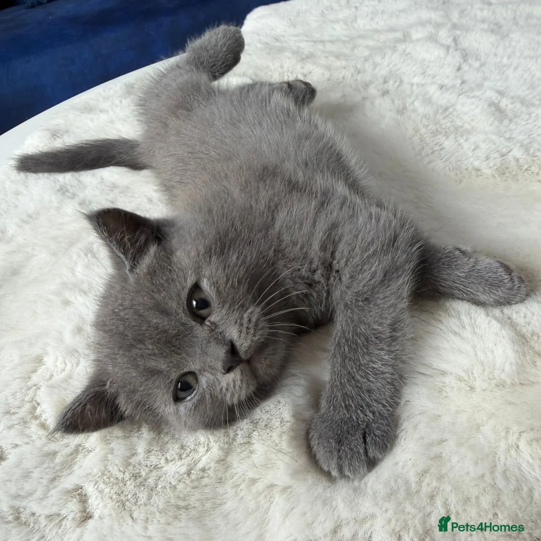 British Shorthair cats for sale: British shorthair blue  - Advert 1